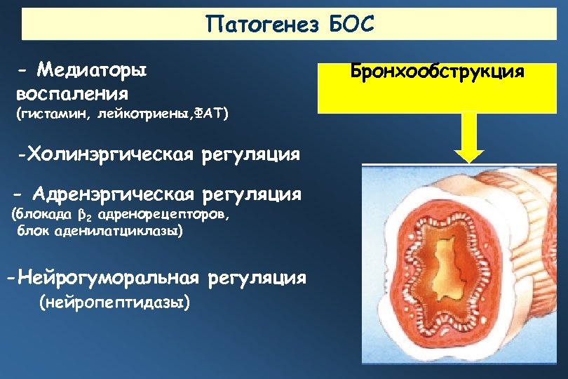 Патогенез БОС - Медиаторы воспаления (гистамин, лейкотриены, ФАТ) -Холинэргическая регуляция - Адренэргическая регуляция (блокада