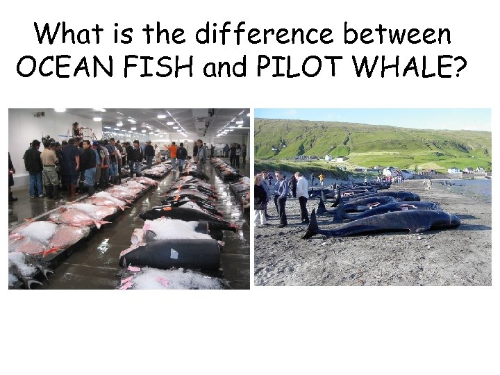 What is the difference between OCEAN FISH and PILOT WHALE? 