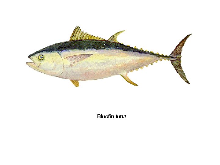 Bluefin tuna 