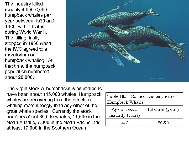 The industry killed roughly 4, 000 -6, 000 humpback whales per year between 1935