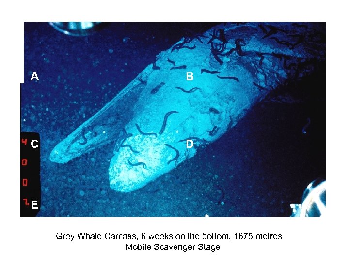 A B C D E Grey Whale Carcass, 6 weeks on the bottom, 1675