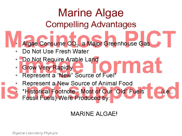 Marine Algae Compelling Advantages • • Algae Consume CO 2, a Major Greenhouse Gas