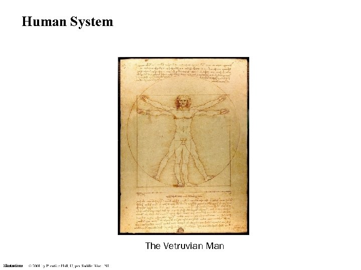 Human System The Vetruvian Man Illustrations 