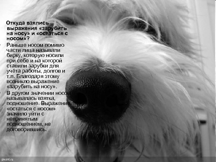  • • Откуда взялись выражения «зарубить на носу» и «остаться с носом» ?