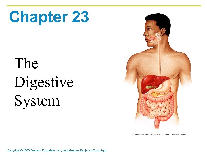 Chapter 23 The Digestive System Copyright © 2006 Pearson Education, Inc. , publishing as