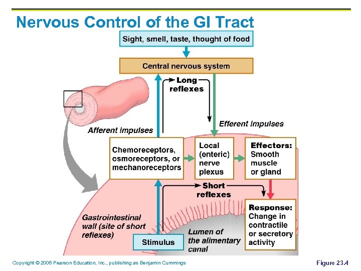 Nervous Control of the GI Tract Copyright © 2006 Pearson Education, Inc. , publishing