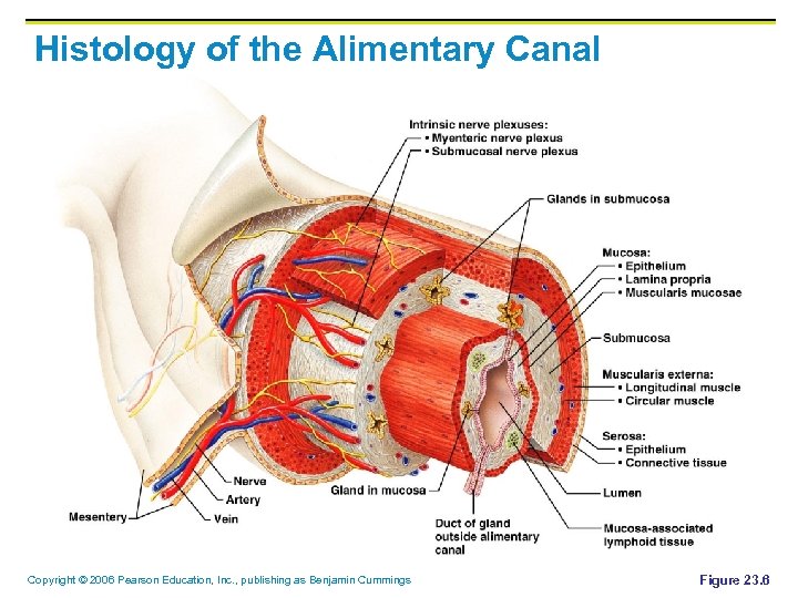 Histology of the Alimentary Canal Copyright © 2006 Pearson Education, Inc. , publishing as