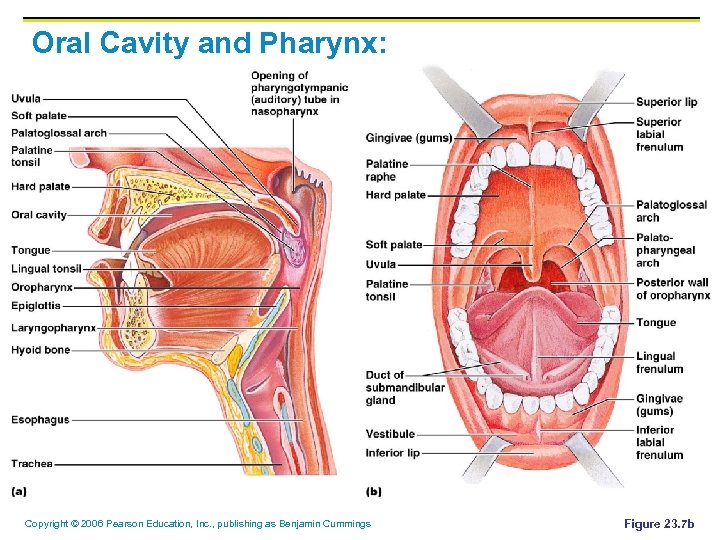 Oral Cavity and Pharynx: Copyright © 2006 Pearson Education, Inc. , publishing as Benjamin