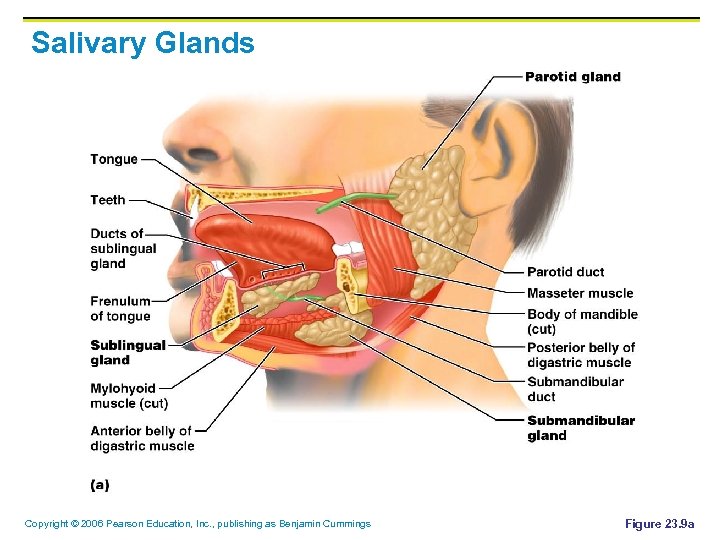 Salivary Glands Copyright © 2006 Pearson Education, Inc. , publishing as Benjamin Cummings Figure