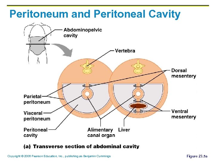 Peritoneum and Peritoneal Cavity Copyright © 2006 Pearson Education, Inc. , publishing as Benjamin