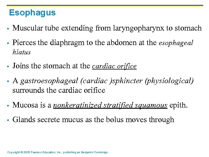 Esophagus § Muscular tube extending from laryngopharynx to stomach § Pierces the diaphragm to