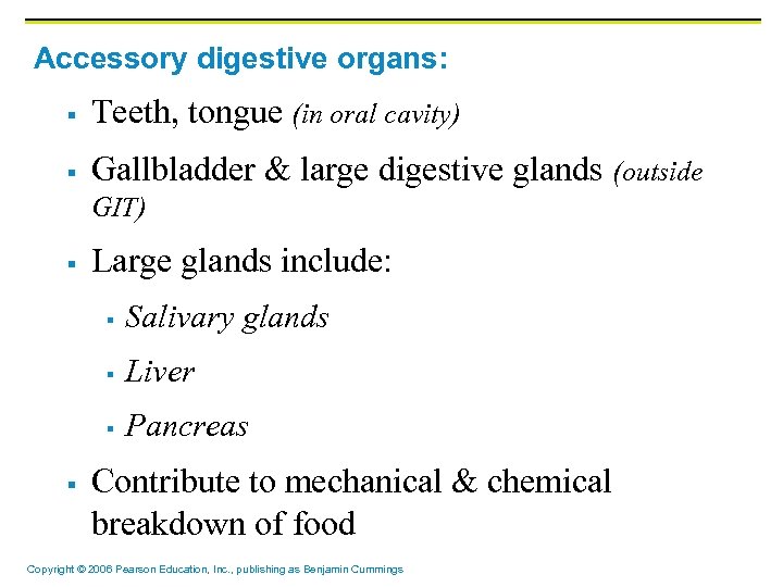 Accessory digestive organs: § Teeth, tongue (in oral cavity) § Gallbladder & large digestive