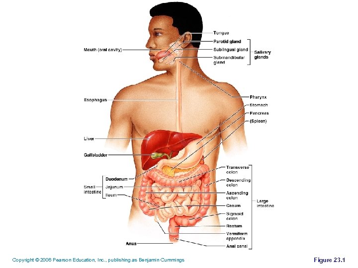 Copyright © 2006 Pearson Education, Inc. , publishing as Benjamin Cummings Figure 23. 1