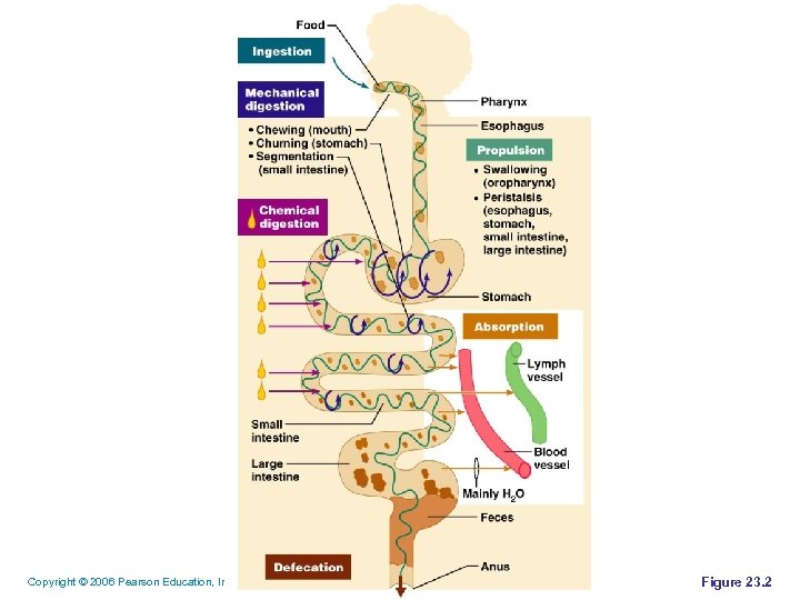 Copyright © 2006 Pearson Education, Inc. , publishing as Benjamin Cummings Figure 23. 2