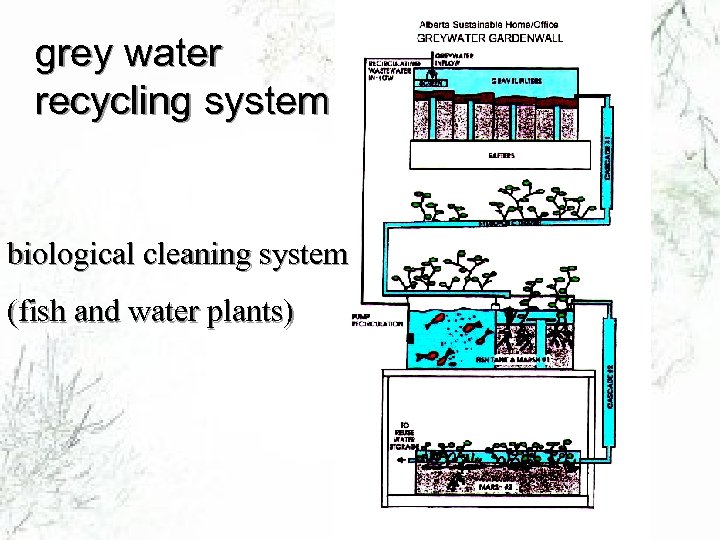 grey water recycling system biological cleaning system (fish and water plants) 
