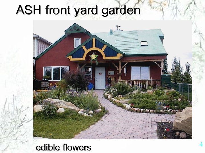 ASH front yard garden edible flowers 4 