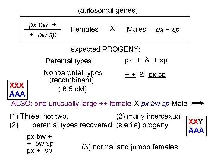 (autosomal genes) px bw + + bw sp Females X Males px + sp