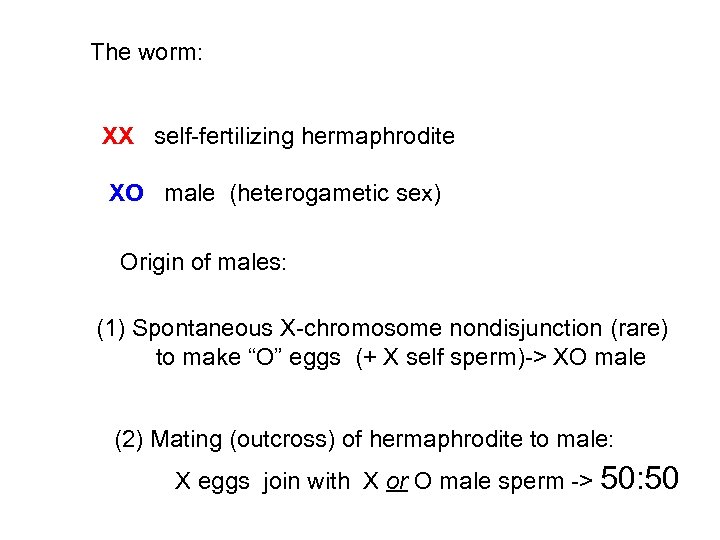 The worm: XX self-fertilizing hermaphrodite XO male (heterogametic sex) Origin of males: (1) Spontaneous