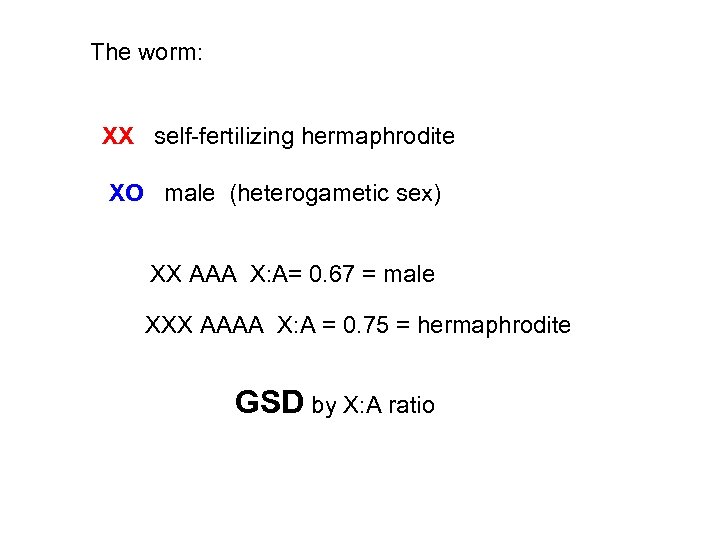The worm: XX self-fertilizing hermaphrodite XO male (heterogametic sex) XX AAA X: A= 0.