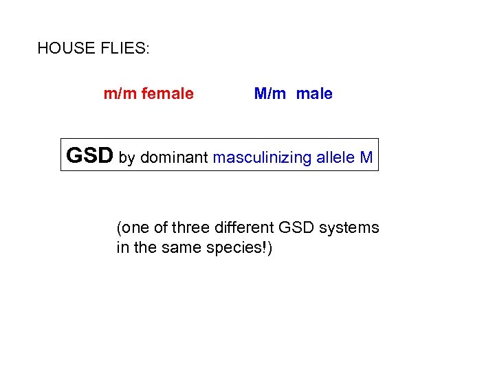 HOUSE FLIES: m/m female M/m male GSD by dominant masculinizing allele M (one of