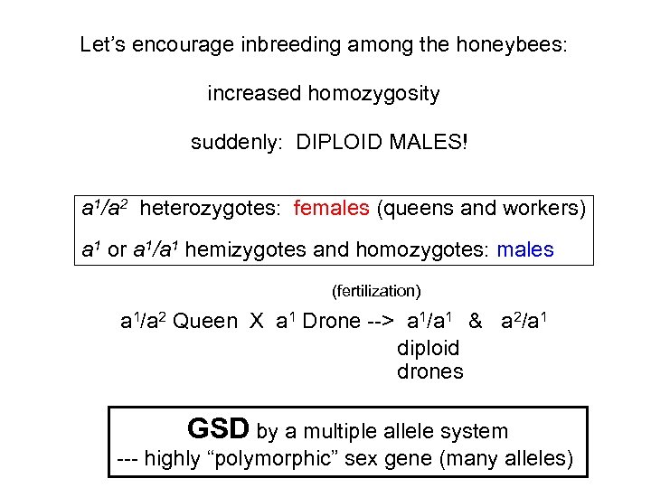 Let’s encourage inbreeding among the honeybees: increased homozygosity suddenly: DIPLOID MALES! a 1/a 2