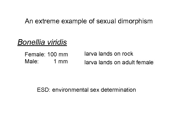 An extreme example of sexual dimorphism Bonellia viridis Female: 100 mm Male: 1 mm