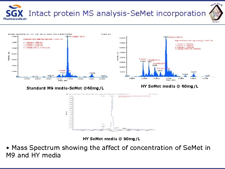 Intact protein MS analysis-Se. Met incorporation Standard M 9 media-Se. Met @60 mg/L HY