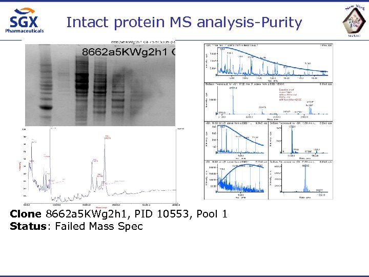 Intact protein MS analysis-Purity Clone 8662 a 5 KWg 2 h 1, PID 10553,