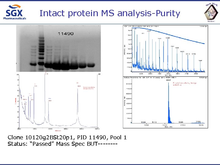 Intact protein MS analysis-Purity Clone 10120 g 2 BSt 20 p 1, PID 11490,