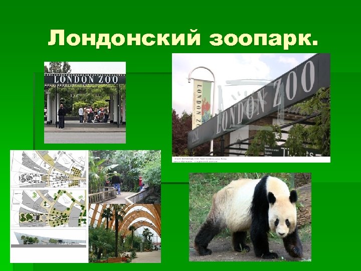 Лондонский зоопарк. 
