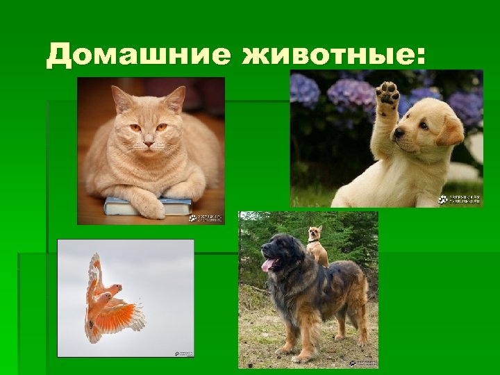 Домашние животные: 