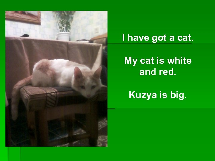 I have got a cat. My cat is white and red. Kuzya is big.