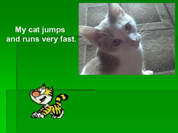 Runs very well. Cats usually Run very fast. I to Runs very fast. This Cat can Jump 6 feet.
