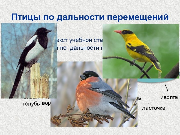 Птицы по дальности перемещений Прочитайте текст учебной статьи, составьте схему «Птицы по дальности перемещений»