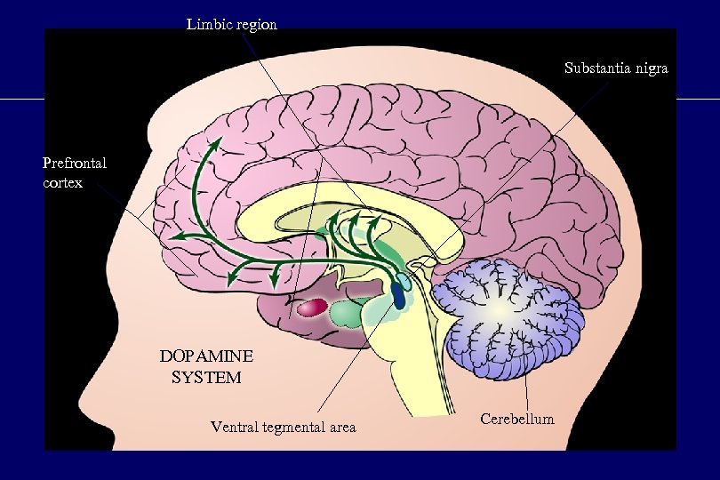 Limbic region Substantia nigra Prefrontal cortex DOPAMINE SYSTEM Ventral tegmental area Cerebellum 