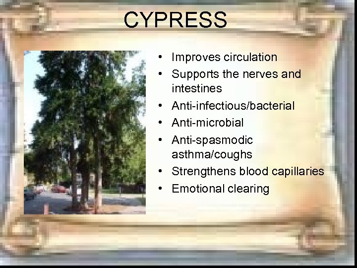 CYPRESS • Improves circulation • Supports the nerves and intestines • Anti-infectious/bacterial • Anti-microbial