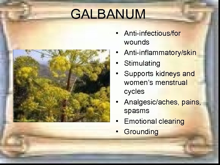 GALBANUM • Anti-infectious/for wounds • Anti-inflammatory/skin • Stimulating • Supports kidneys and women’s menstrual