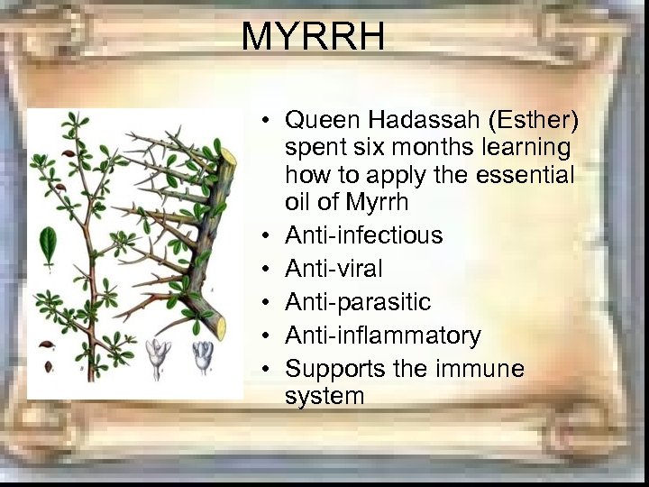 MYRRH • Queen Hadassah (Esther) spent six months learning how to apply the essential