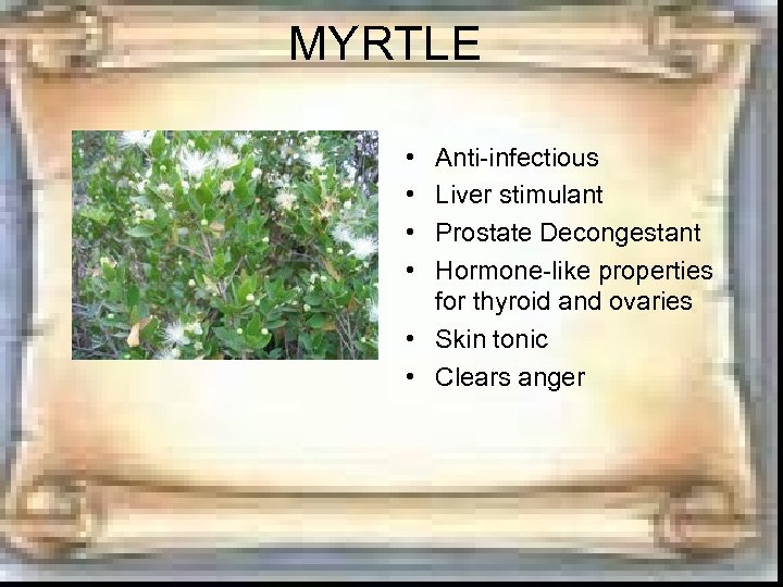 MYRTLE • • Anti-infectious Liver stimulant Prostate Decongestant Hormone-like properties for thyroid and ovaries