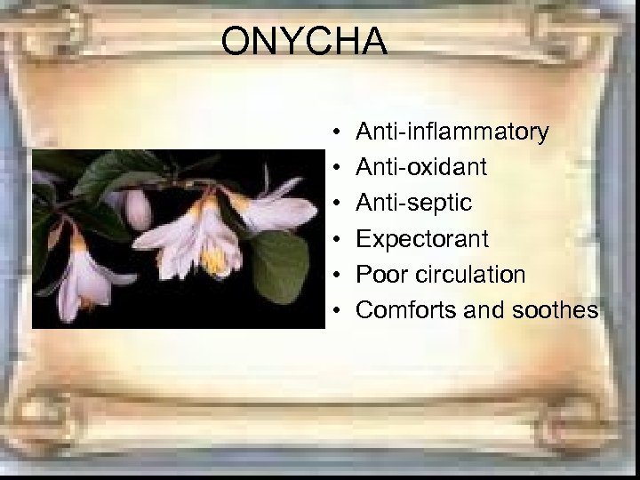 ONYCHA • • • Anti-inflammatory Anti-oxidant Anti-septic Expectorant Poor circulation Comforts and soothes 