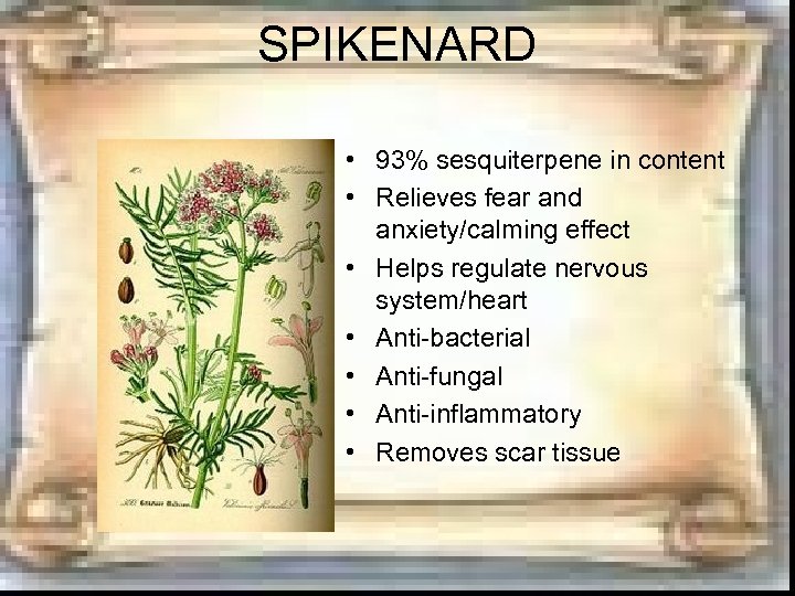 SPIKENARD • 93% sesquiterpene in content • Relieves fear and anxiety/calming effect • Helps