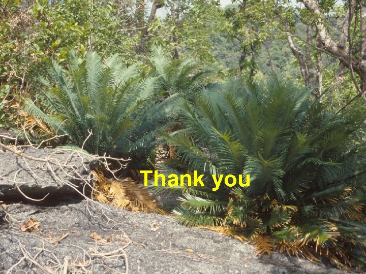 Thank you MS ISO 9001 : 2000 