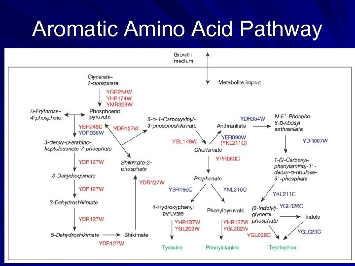Aromatic Amino Acid Pathway 