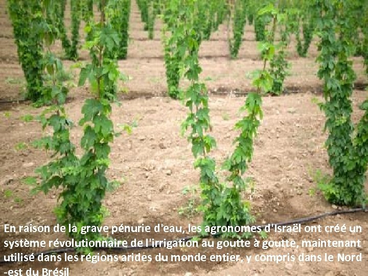 En raison de la grave pénurie d'eau, les agronomes d'Israël ont créé un système