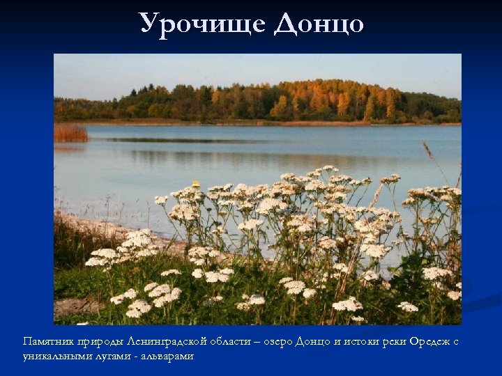 Урочище Донцо Памятник природы Ленинградской области – озеро Донцо и истоки реки Оредеж с