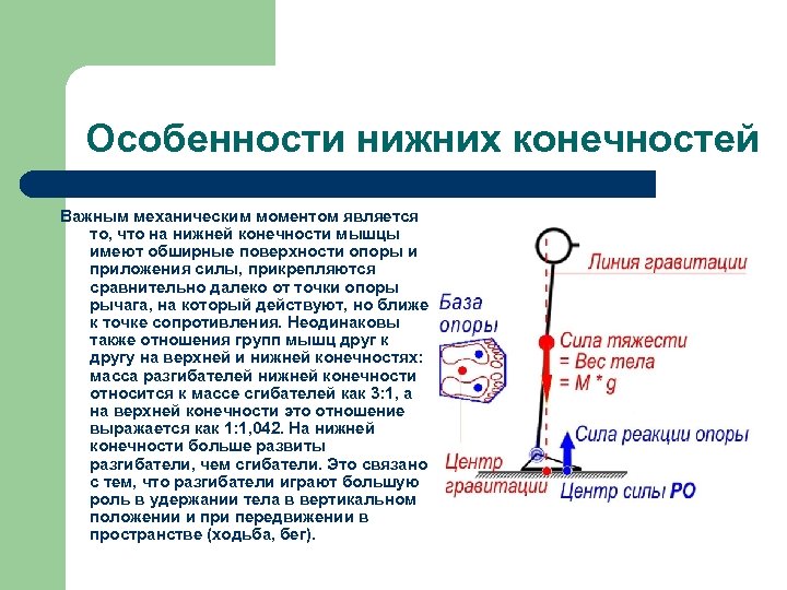 Особенность момента. Особенности нижних конечностей. Возрастные особенности нижних конечностей. Особенности нижних конечностей человека. Особенности свободной нижней конечности.