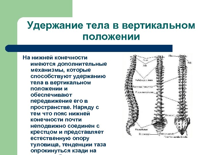 Особенности механизма