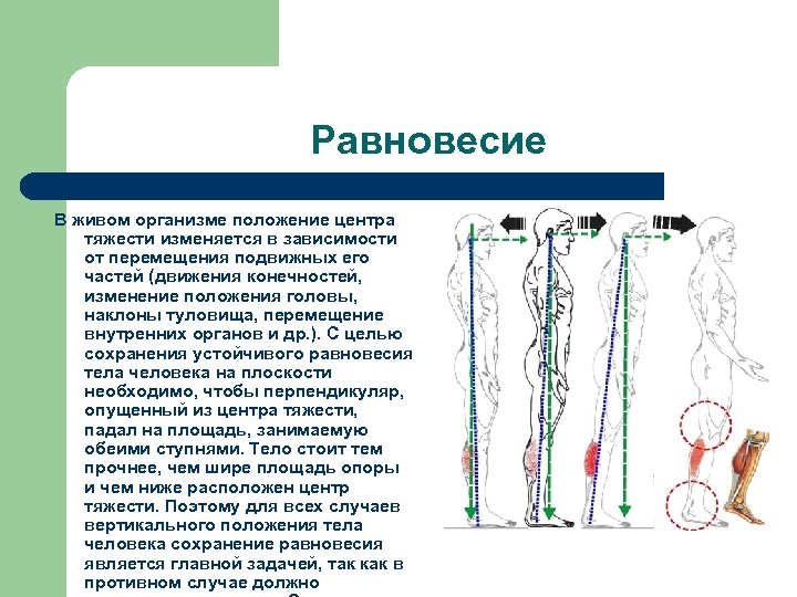 Почему органы в организме работают согласованно. Положение равновесия тела. Равновесие тела человека. Сохранение равновесия тела при перемещении тяжести зависит от. Сохранение и изменение положения тела.