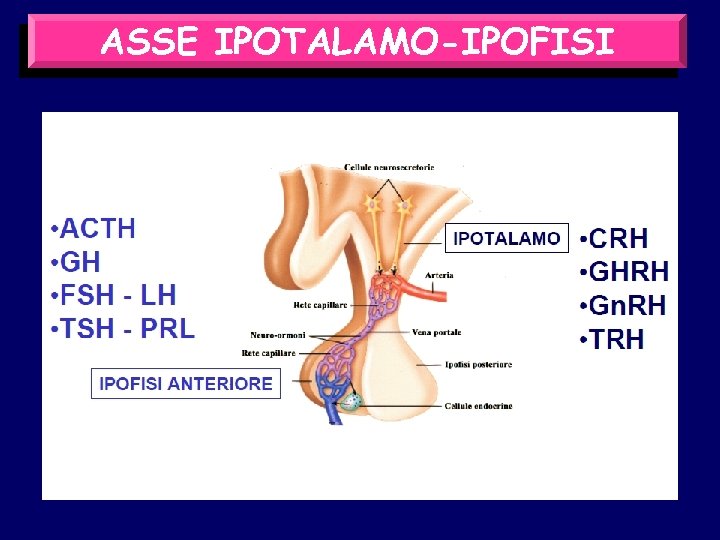 ASSE IPOTALAMO-IPOFISI 