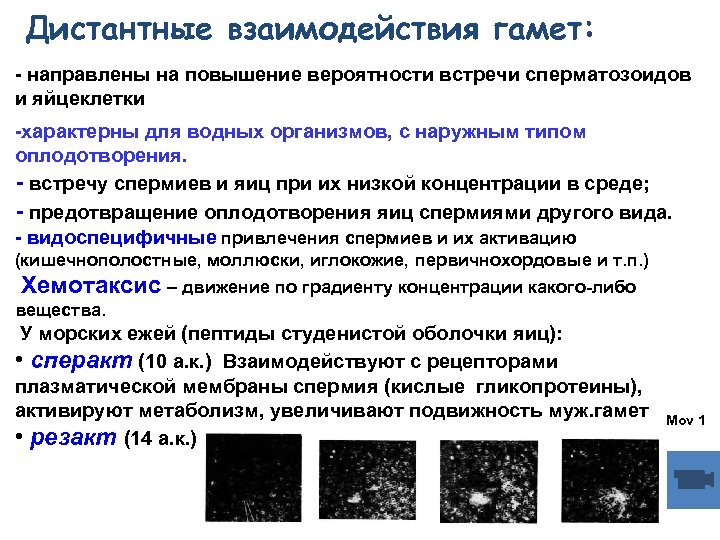 Дистантные взаимодействия гамет: - направлены на повышение вероятности встречи сперматозоидов и яйцеклетки -характерны для